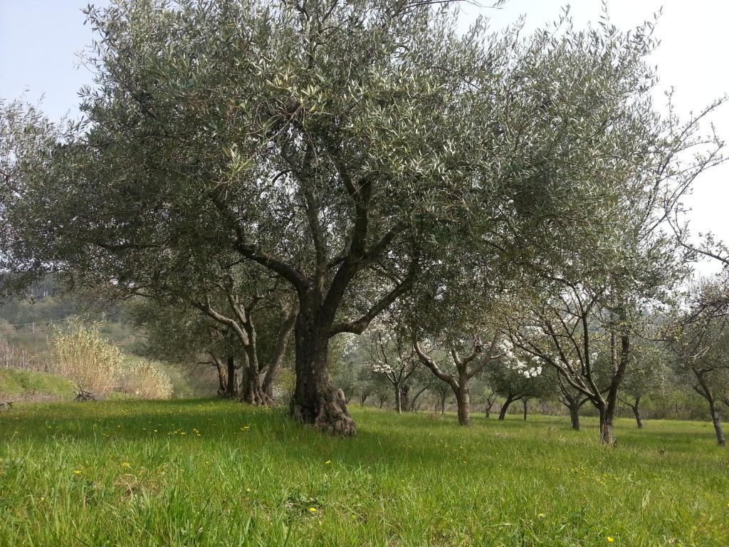 Al Merlo Olivo, Rural Istrian House บูเย ภายนอก รูปภาพ